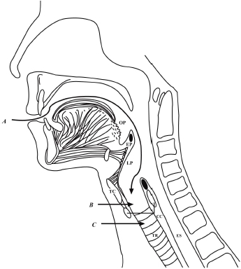 Midsagittal Section Of The Head Showing Respiratory Structures