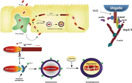 A Model Of Shigella Evasion Of Autophagy Upper Panel Open I 2825