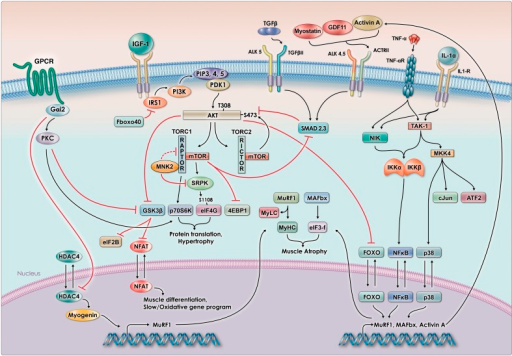 The Signaling Pathways Involved In The Control Of Skele 