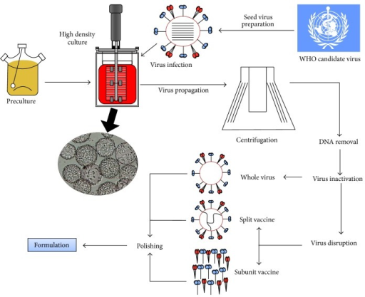 virus cultivation in cell culture