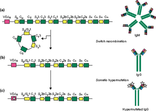 Switch Recombination And Somatic Hypermutation At The I | Open-i