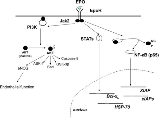 Anti-apoptotic pathways regulated by erythropoietin. Th | Open-i