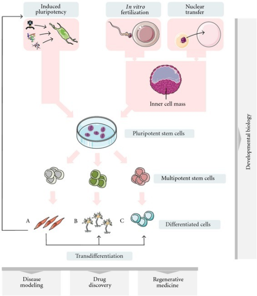 induced pluripotent stem cells applied induced pluripotent stem cells applied