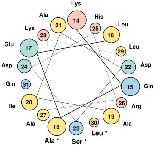 helical wheel projection The wenxiang diagram, also known as the wenxiang graph, was proposed in 1997 by kuo-chen chou (周国城), chun-ting zhang (张春霆), and gerald m maggiora for helping intuitively analyze the disposition of amphiphilic alpha helices in heteropolar environments it is closely related to the earlier 2d diagram called a helical wheel, which is a slightly idealized projection of the calphas. helical wheel projection The wenxiang diagram, also known as the wenxiang graph, was proposed in 1997 by kuo-chen chou (周国城), chun-ting zhang (张春霆), and gerald m maggiora for helping intuitively analyze the disposition of amphiphilic alpha helices in heteropolar environments it is closely related to the earlier 2d diagram called a helical wheel, which is a slightly idealized projection of the calphas.