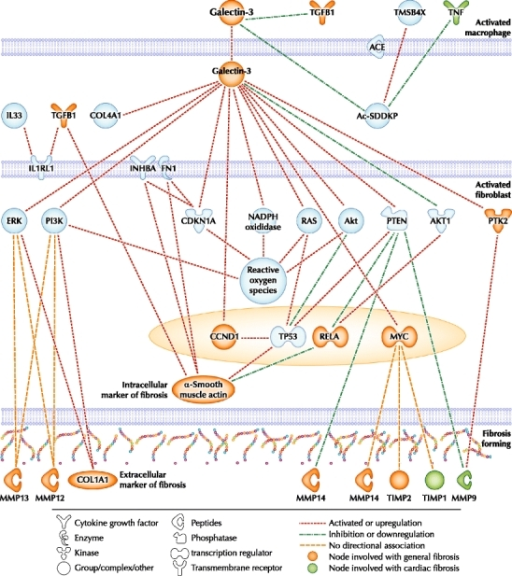 Galectin-3 Pathways. The Network Represents Molecular R | Open-i