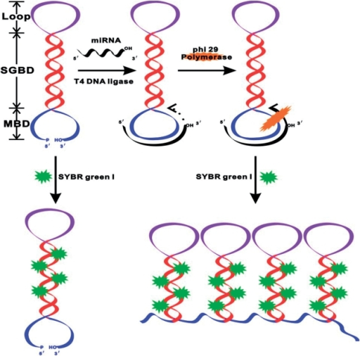 The D-RCA strategy for miRNA detection. A dumbbell prob | Open-i