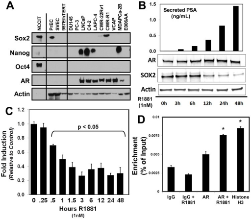 Androgen Receptor Ar Directly Represses Sox2 Expressi Open I 6485