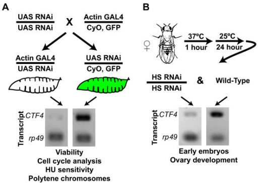 GAL4/UAS-driven RNAi System In Drosophila For Knockdown | Open-i