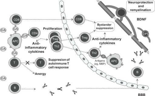 Overview of glatiramer acetate mechanism of action.Abbr Overview of glatiramer acetate mechanism of action.Abbr