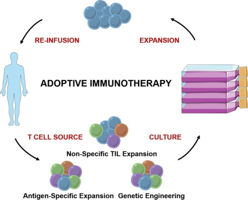 The Process Of Adoptive T Cell Immunotherapy.T Cells Ar | Open-i