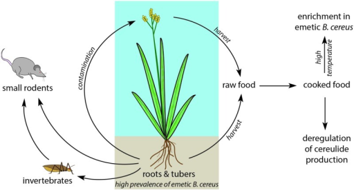 Hypothetical ecological niche of Bacillus cereus emetic | Open-i