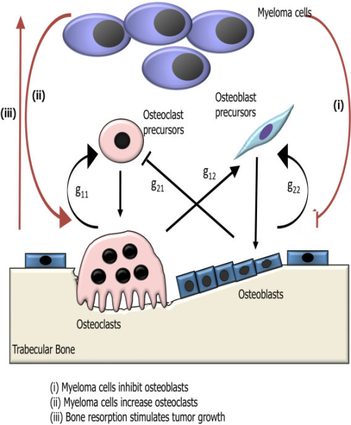 Schematic of the effects of myeloma on the autocrine an | Open-i