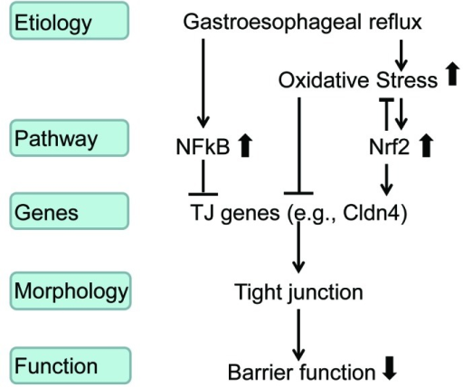 Etiology of gerd