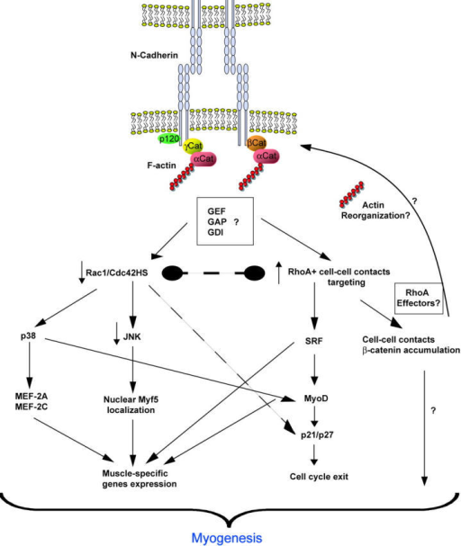 N-cadherin–mediated Adhesion And Myogenesis. N-cadher | Open-i