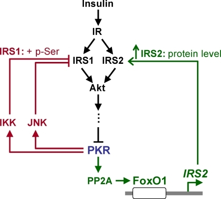 Proposed signaling pathways through which PKR is involv | Open-i