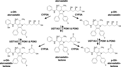 lipitor affect liver enzymes