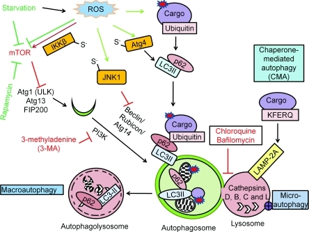 Autophagy mechanisms and regulationThere are three diff | Open-i