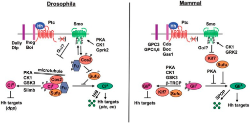 Hh signal transduction in Drosophila and mammalian syst | Open-i