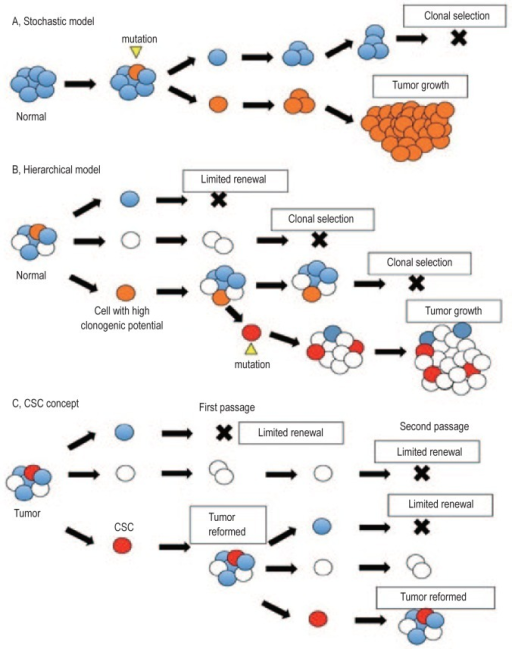 Cancer Models And The Concept Of Cancer Stem Like Cells Open I 5165