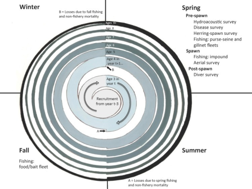A schematic of the seasonal timing of fishing and sampl