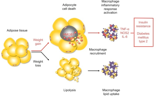 Inflammatory Responses To Weight Gain And Weight Loss Open I