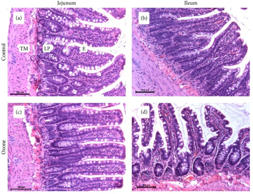 Duodenum Jejunum Ileum Histology