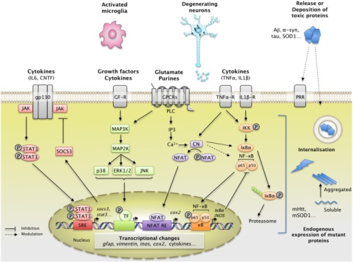 Main extracellular stimuli and intracellular signaling | Open-i