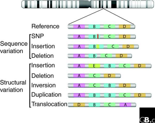 Classification of genetic variants by composition. Sche | Open-i