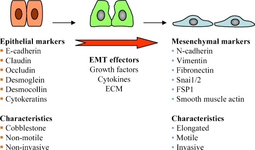 The epithelial–mesenchymal transition. Epithelial-to- | Open-i