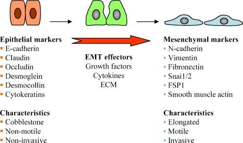 Figure 3 | Therapeutic implications of cancer epithelial 