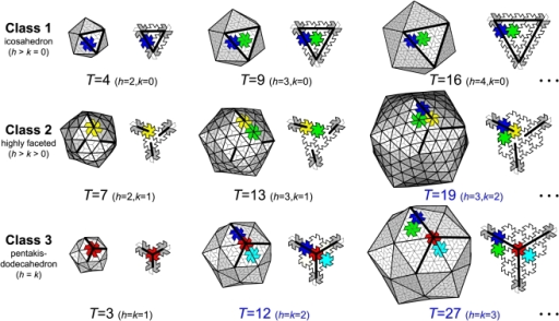 The three virus capsid classes.All canonical capsids (m | Open-i