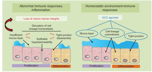 Gcc Agonists As Ulcerative Colitis Therapeutics.notes: 