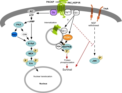 Schematic of coordinate PACAP receptor signaling for sy | Open-i