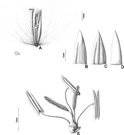 Diagram Of A Sugarcane Propagule A Evident Propagule Open I