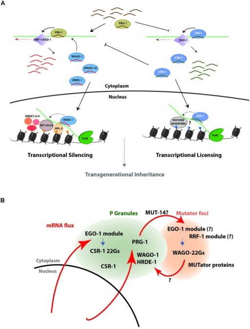 The PRG-1/WAGO and CSR-1 pathways act in opposition to | Open-i