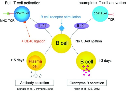 Figure 2. CD40 Ligation Regulates IL-21-induced Differ | Open-i