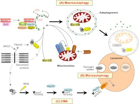 Macroautophagy, microautophagy and chaperone-mediated a | Open-i