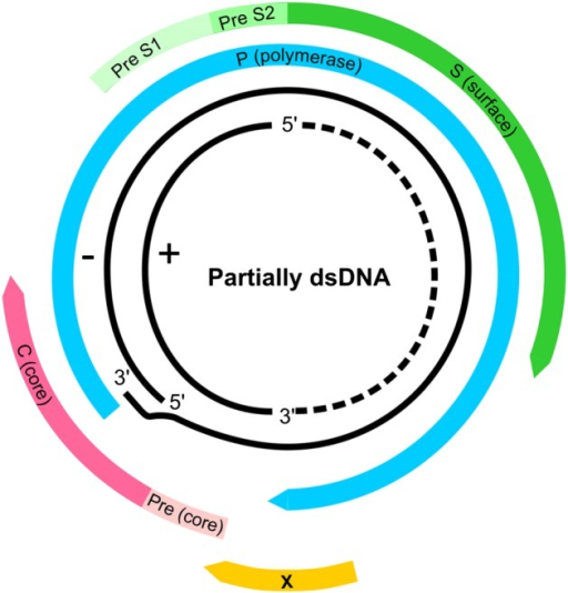 The Genome Of Hepatitis B Virus (HBV). The Partially Double Stranded ...