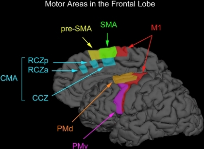 Motor Areas In The Frontal Lobe. The Premotor Cortex On | Open-i