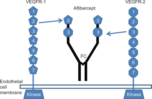 Diagram Showing The Structure Of The Vascular Endotheli | Open-i