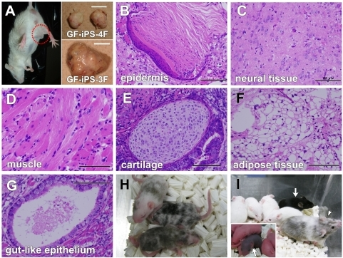 Teratoma formation and germline chimeras from mouse GF- | Open-i