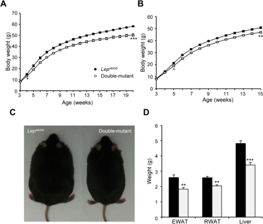 Reduced body weights in Lepob/ob Rcan2−/− double-mu | Open-i