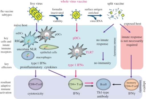 Induction Of Adaptive Immunity By Influenza Viral Infec Open I