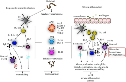 Regulatory and effector mechanisms of Th2-type response | Open-i