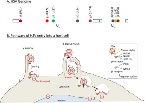 Genomic Distribution Of Hsv Glycoproteins Involved In V Open I