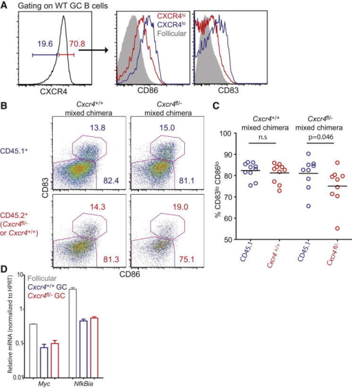 Aspects Of Gc B Cell Behavior Are Regulated Independent 