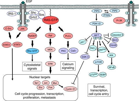 Intracellular signalling of the EGFR. Shown are the maj | Open-i