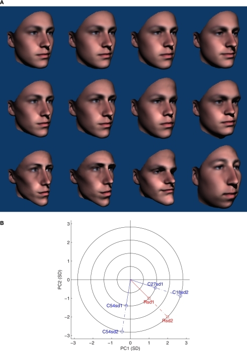 a) An example of the stimuli from the first experiment (with the