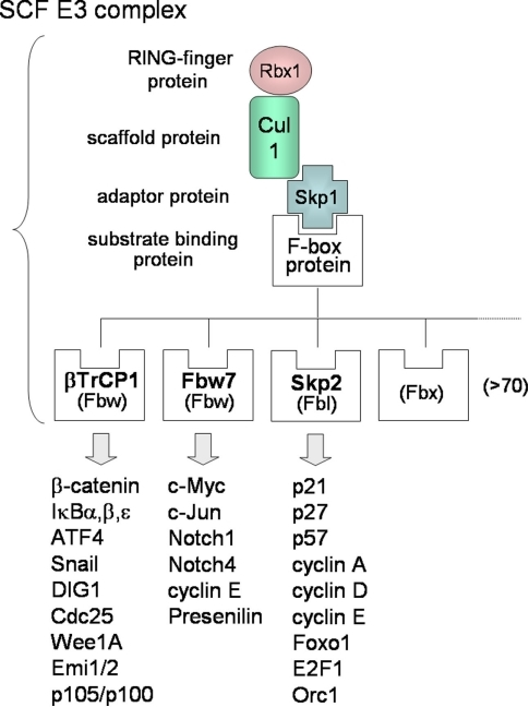 Molecular Diversity Of SCF E3 Complexes. The SCF Comple | Open-i