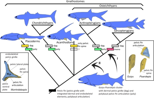 Gnathostome pelvic girdle evolution.The cladogram is ba ...